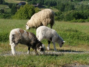 Aurora (left) and her sister Snowflake, with their mother, Fleur-de-Lis