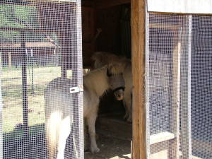 Pegasus (wearing a fly mask) and Perseus in the chicken coop