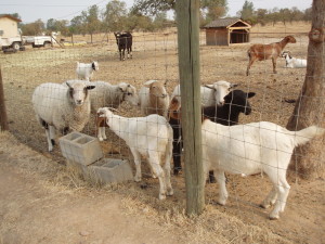 My sheep and goats in evacuation pasture, avoiding resident goats