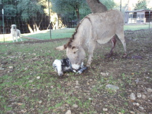 baby donkey right after birth