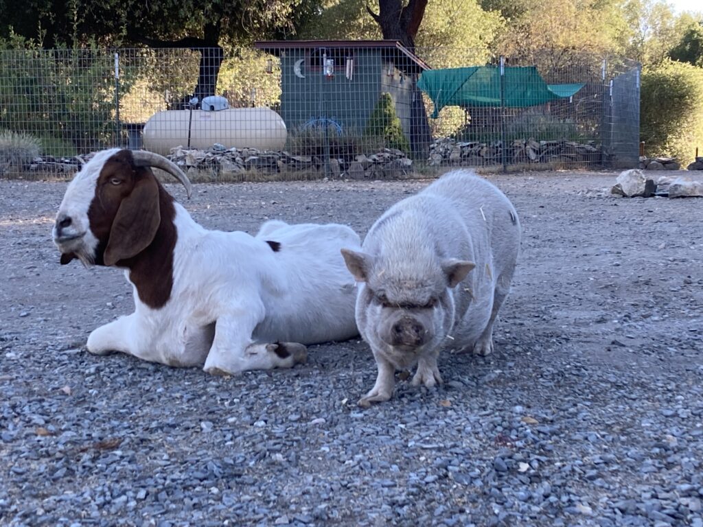 Caerwyn the goat lying next to his friend Lavinia the mini pig