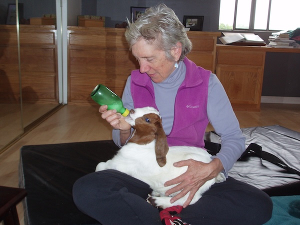 Caerwyn the goat being bottle-fed at 3 weeks old