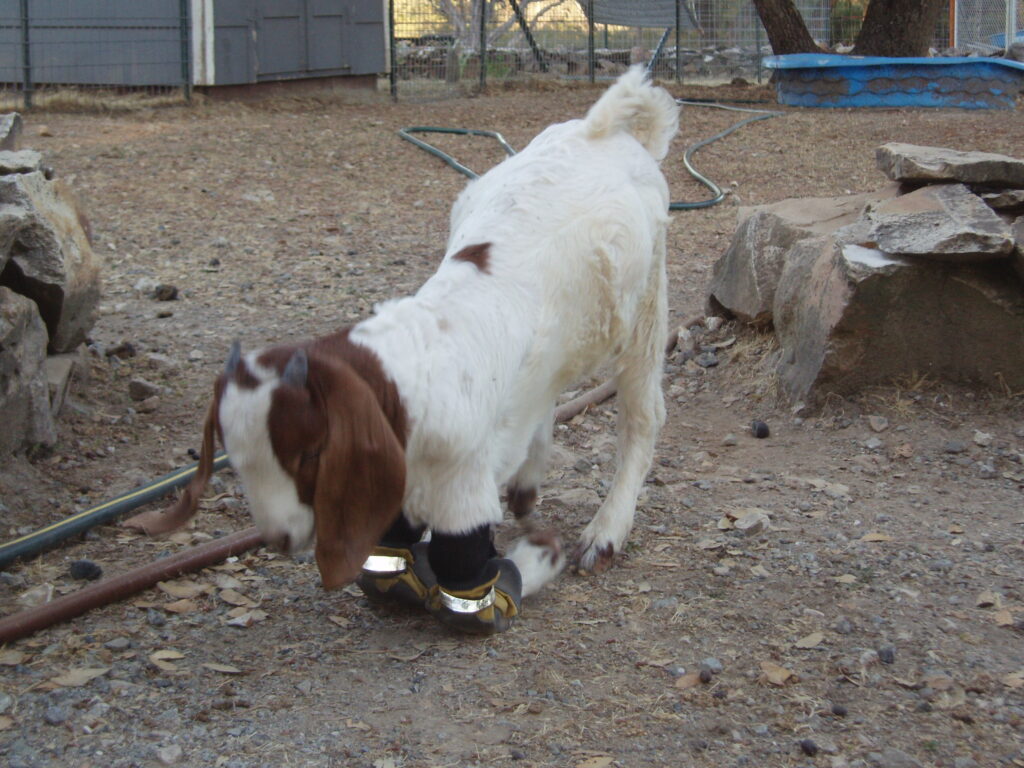 baby goat Caerwyn wearing knee pads because he can't stand up yet on his front legs and scoots around on his knees