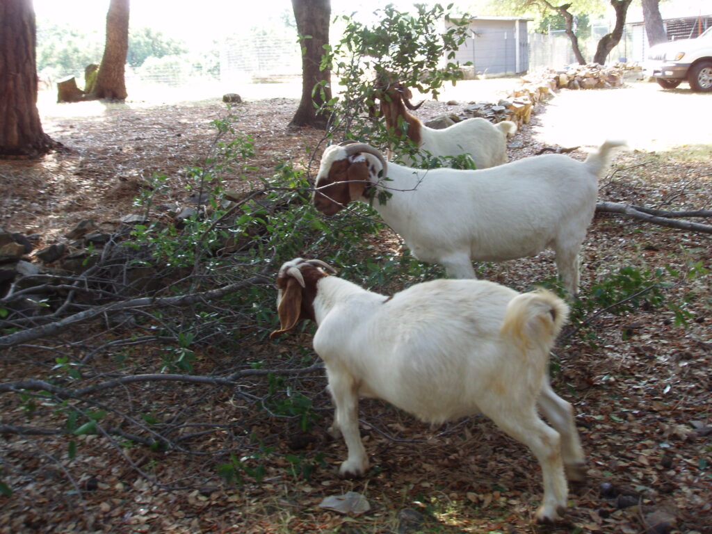 Caerwyn the goat with his adopted goat brothers, Berwyn and Joyful, eating oak leaves on a downed branch