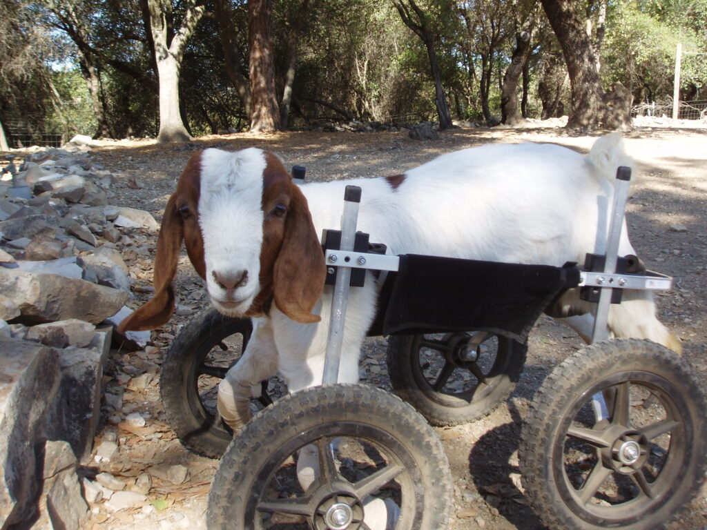 Caerwyn the little goat in a K9 dog cart to help him walk