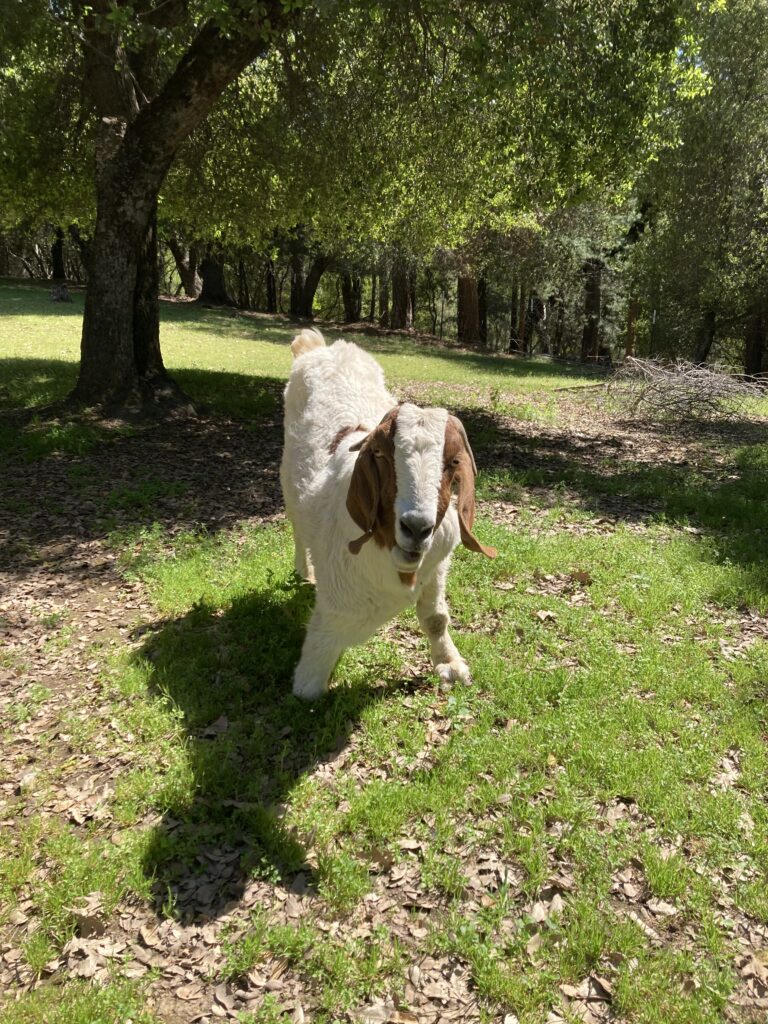 Caerwyn the goat on green grass in the Animal Messenger Sanctuary woods