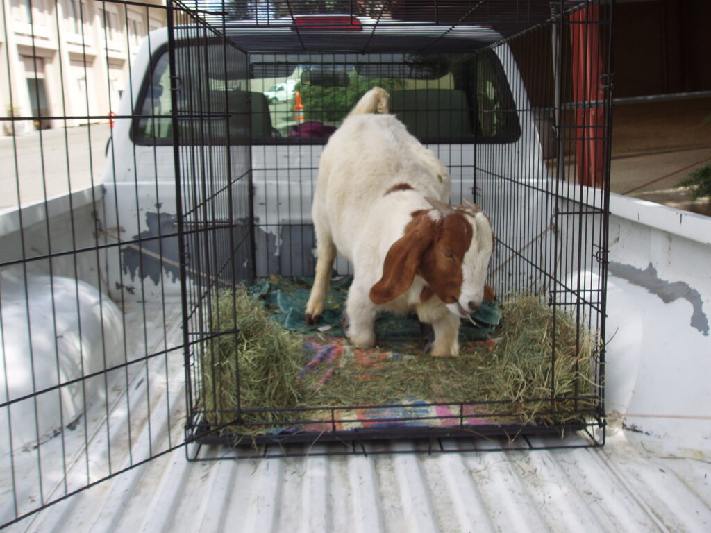 Caerwyn the goat in a crate in the back of a pickup arriving at the UC Davis vet school