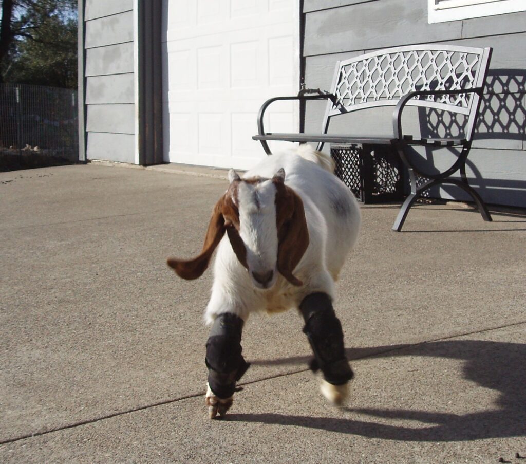 Caerwyn the goat wearing his new leg braces gets to walk for the first time in his 9-month recovery