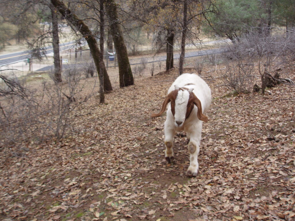 Caerwyn the goat walking in the woods at the Animal Messenger Sanctuary for the first time