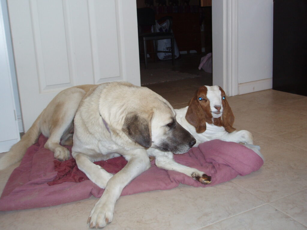 Daisy the guardian dog snuggling with Caerwyn the baby goat