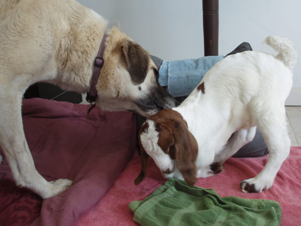 Daisy the dog licking baby goat Caerwyn