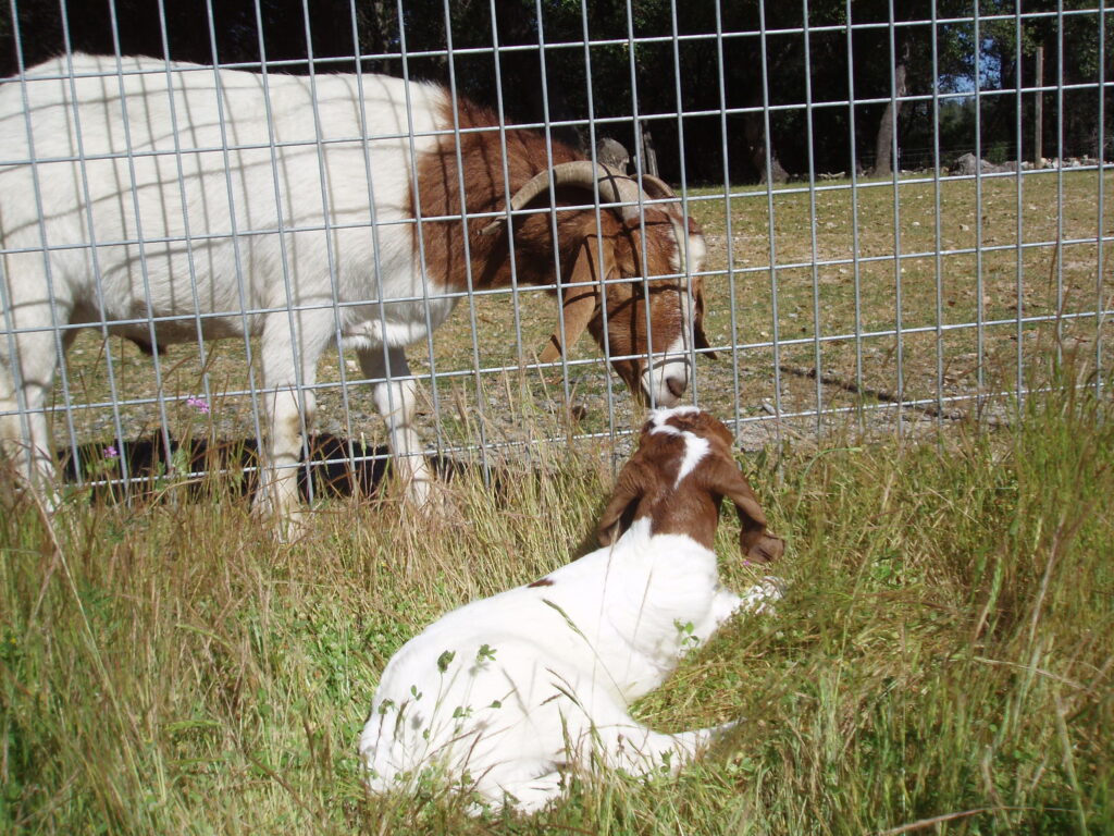 Joyful the fully grown goat touches noses with baby goat Caerwyn through the garden fence