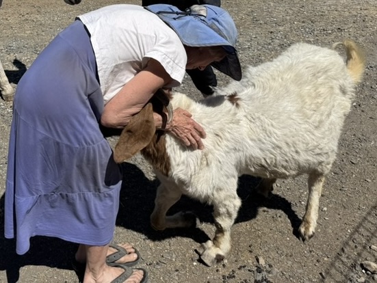 Stephanie who runs the Animal Messenger Sanctuary gets a hug from Caerwyn the goat